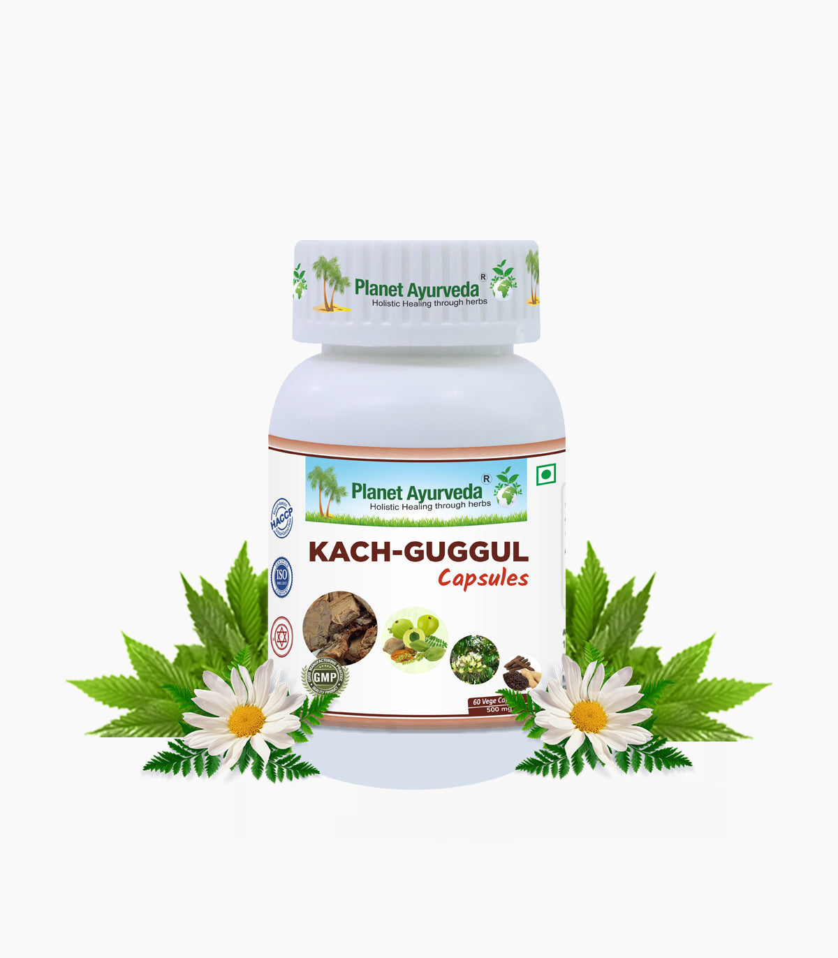 Kaggu Shell Powder Planet Ayurveda Kach Guggul Capsules - Usage, Dosage and Benefits